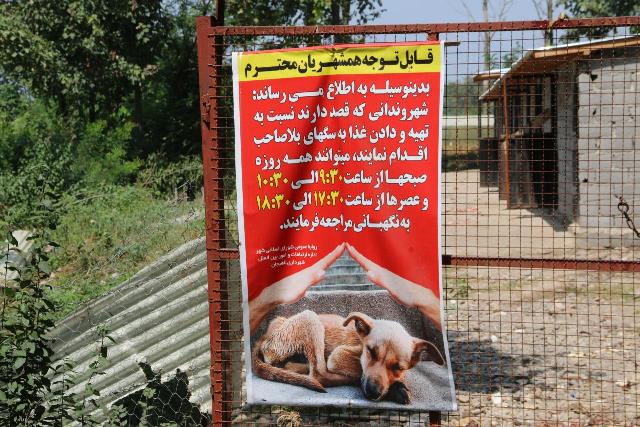 سگ های بدون صاحب توسط شهرداری لاهیجان نگهداری می شود